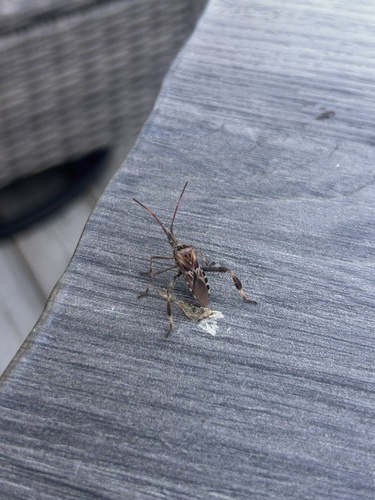 Western Conifer Seed Bug