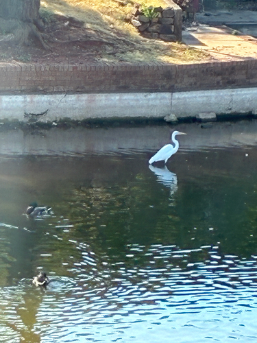 Great Egret