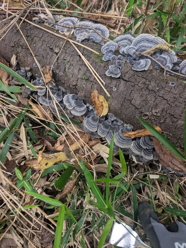 Trametes versicolor — (c) Atsushi Nakajima, some rights reserved (CC BY)