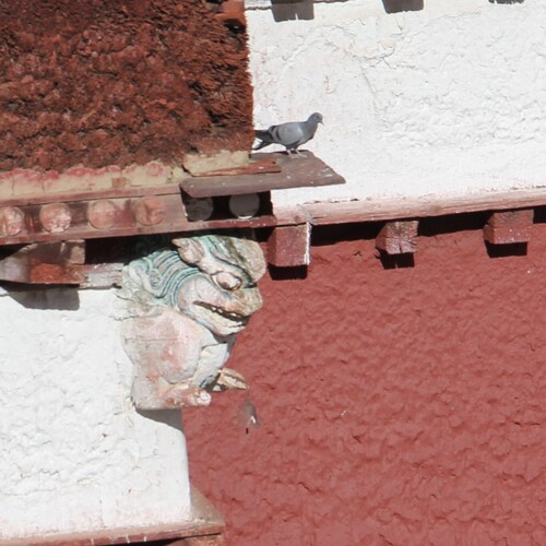 Feral Pigeon