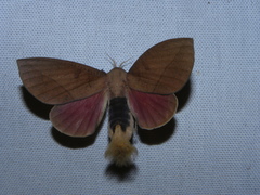 Adeloneivaia subangulata