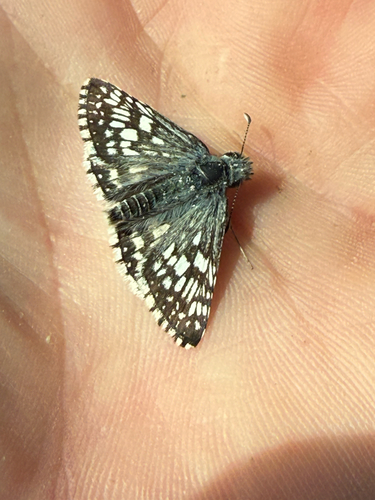 Common Checkered-Skipper