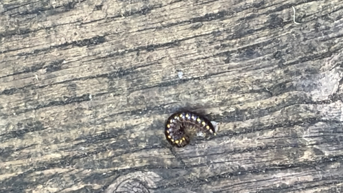 Yellow-spotted Millipede