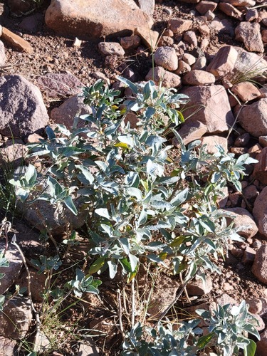 Brittlebush