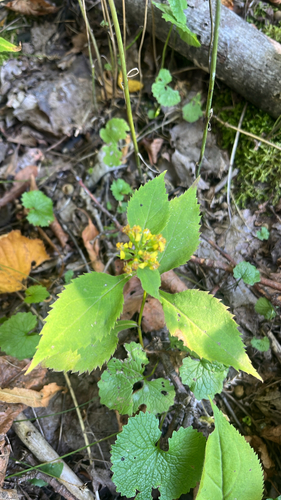 broad-leaved goldenrod