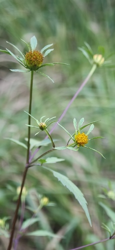 Devil's Beggarticks