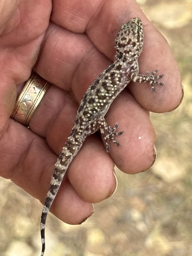 Mediterranean House Gecko