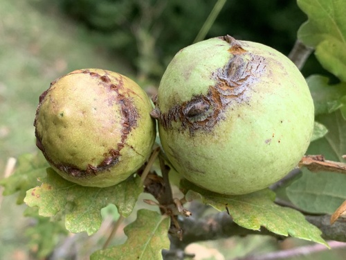 Andricus quercustozae