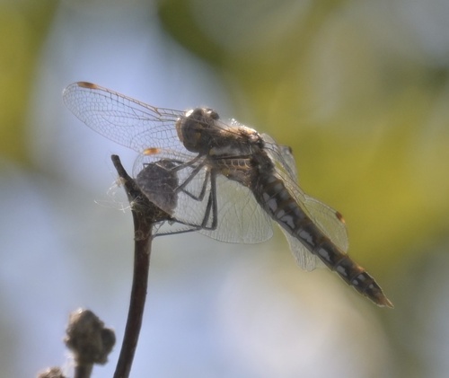 Variegated Meadowhawk