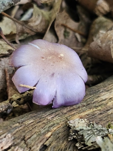 Viscid Violet Cort