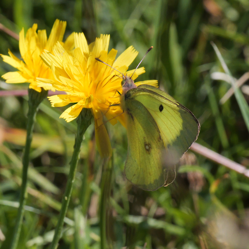 Clouded Sulphur