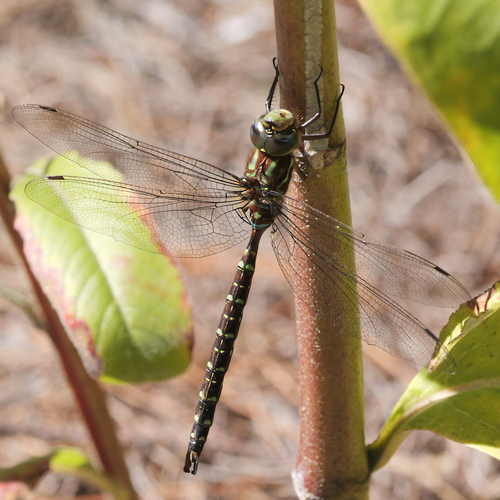 Shadow Darner