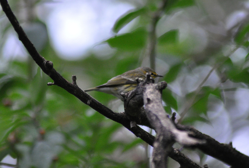 Cape May Warbler