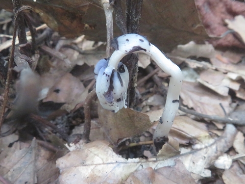 Ghost Pipe