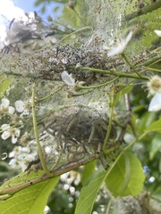 Yponomeuta evonymella