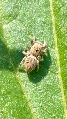 Habronattus coecatus