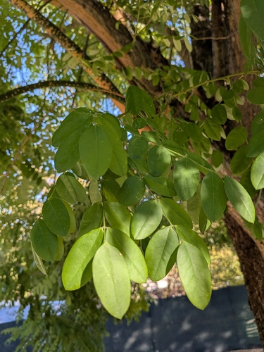 Japanese pagoda tree