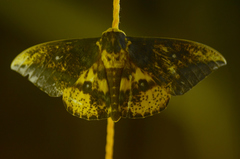 Eacles guianensis