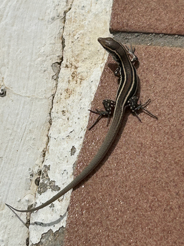 Lanzarote Atlantic lizard
