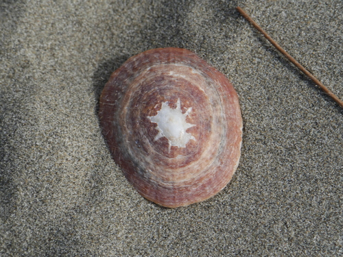 Cellana stellifera observed 2026-09-13