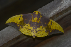 Eacles imperialis cacicus