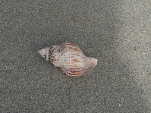Austrofusus glans observed 2026-09-13