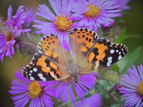 Painted Lady