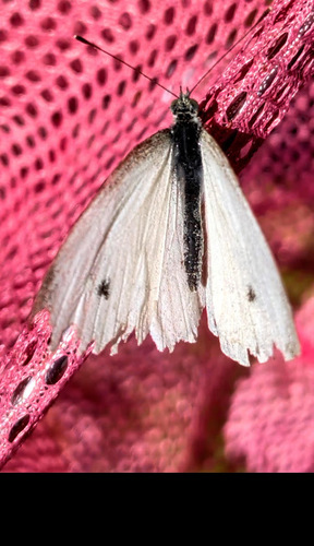 Small White