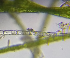 Euplotida