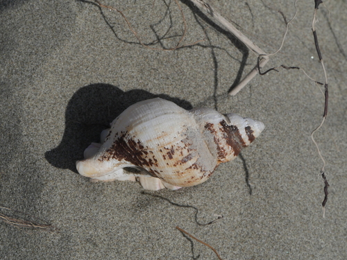 Austrofusus glans observed 2026-09-13