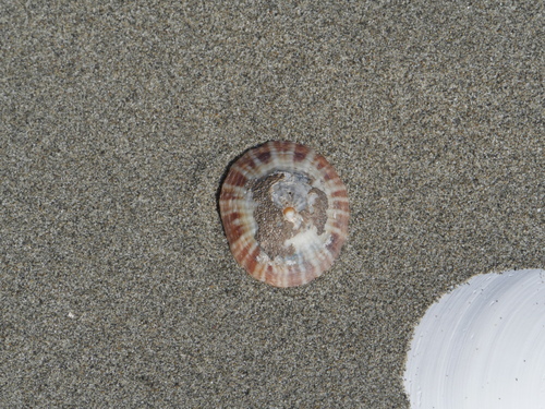 Cellana stellifera observed 2026-09-13