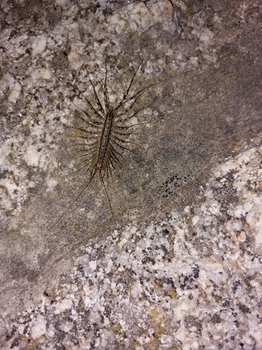House Centipede