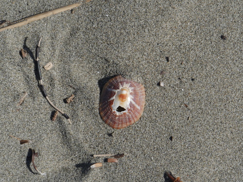 Cellana stellifera observed 2026-09-13