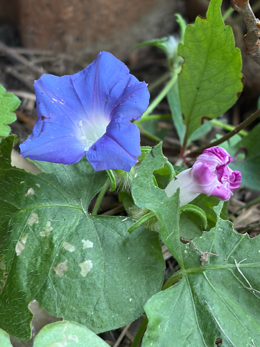 ivy-leaved morning-glory