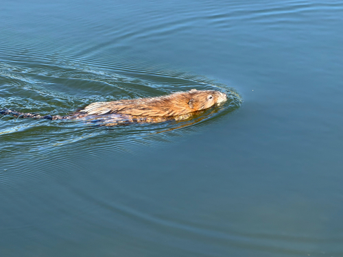 Muskrat