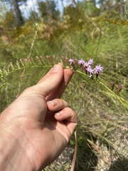 Liatris pauciflora, photograph (c) Justin Donahue, some rights reserved (CC BY)