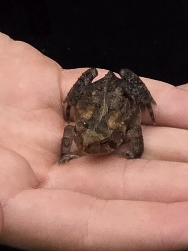 American Toad