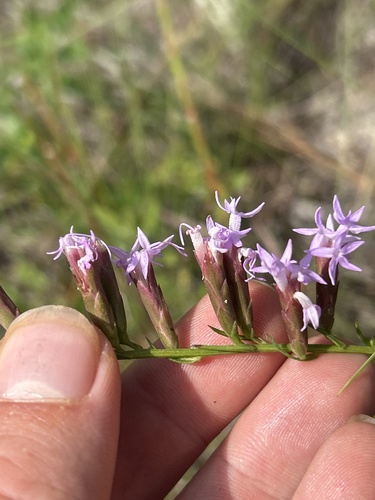Liatris pauciflora, photograph 5