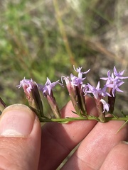 Liatris pauciflora, photograph (c) Justin Donahue, some rights reserved (CC BY)