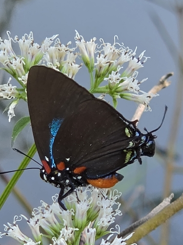 Great Purple Hairstreak
