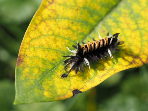 Milkweed Tussock Moth