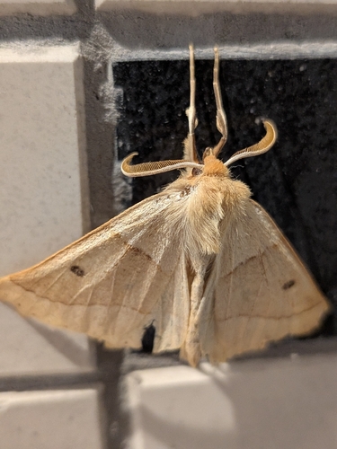 Scalloped Oak