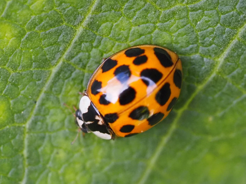 Asian Lady Beetle