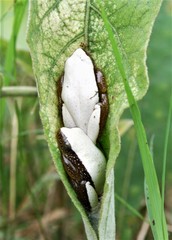 Afrixalus fornasini