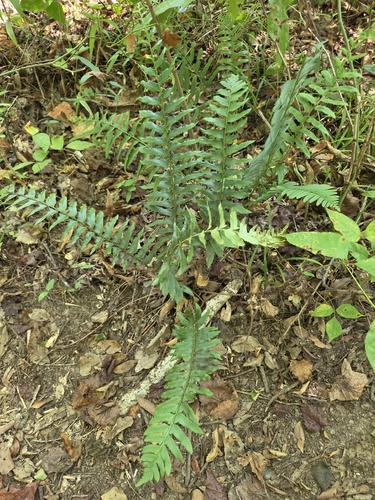 Christmas fern