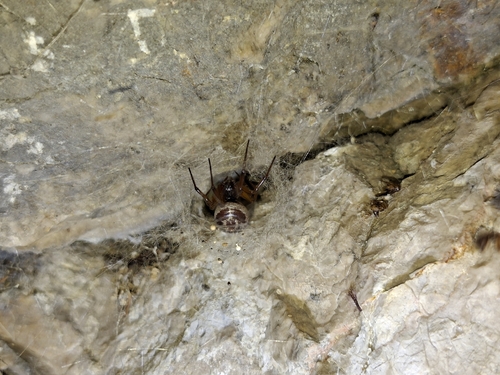 Noble False Widow