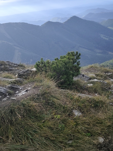 mountain pine