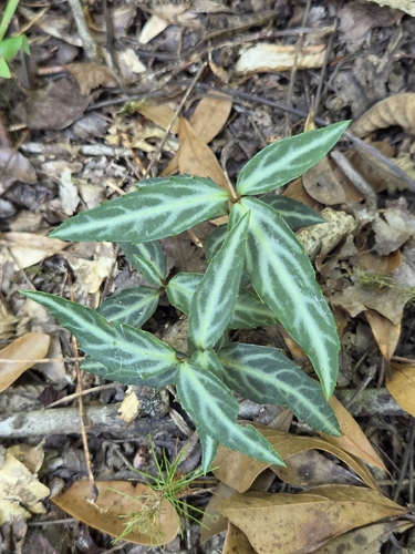 striped wintergreen