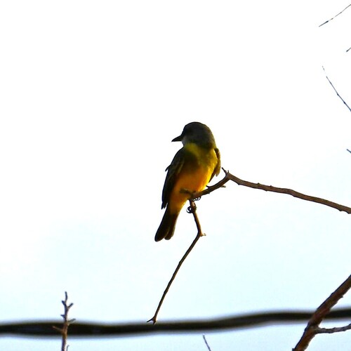 Tropical Kingbird
