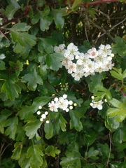 Crataegus monogyna
